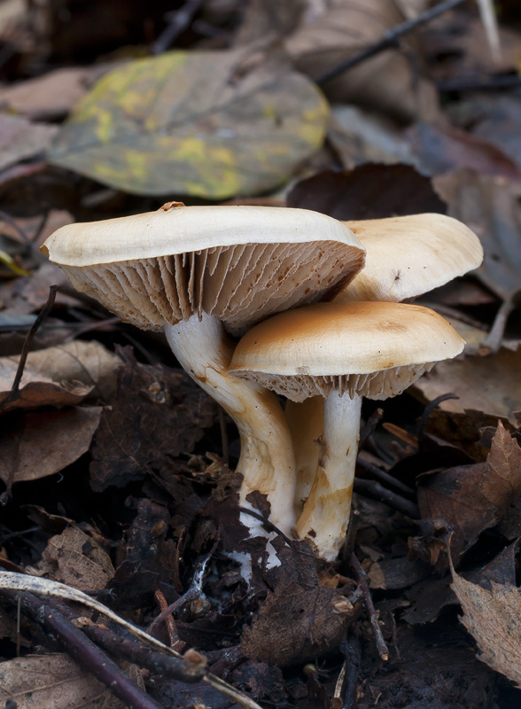 "Cortinarius